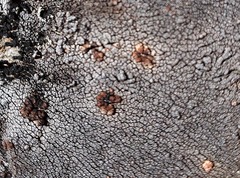 Placopsis perrugosa