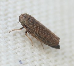 Scleroracus