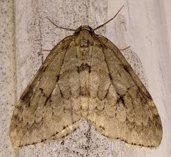 Operophterini