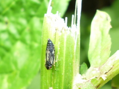 Evacanthus nigramericanus