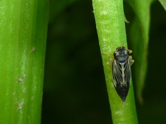 Evacanthus nigramericanus