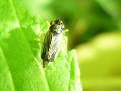 Evacanthus orbitalis