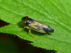 Evacanthus orbitalis