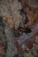 Carabus lineatus