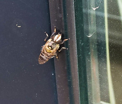 Copestylum tamaulipanum