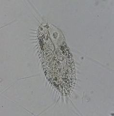 Ciliophora
