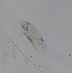 Ciliophora
