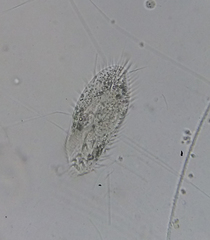 Ciliophora