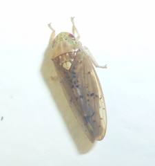 Ponana quadralaba