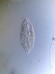 Ciliophora