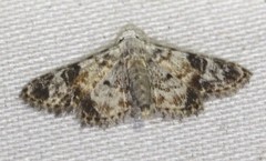 Araeopteron epiphracta