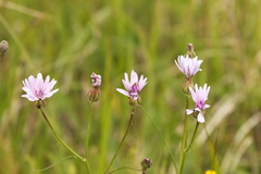 Scorzonera purpurea