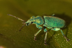 Phyllobius maculicornis