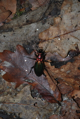 Carabus lineatus