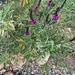 Native Scurf-Pea - Photo (c) abutton, some rights reserved (CC BY-NC)