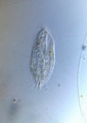 Ciliophora