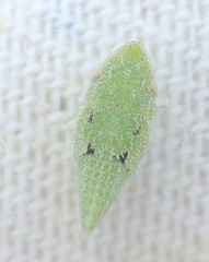 Xerophloea