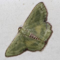 Metallochlora lineata