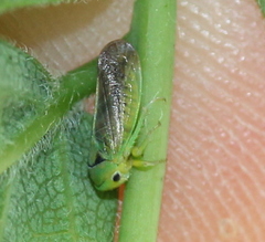 Macropsis