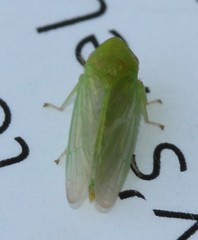 Macropsis