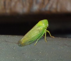 Macropsis