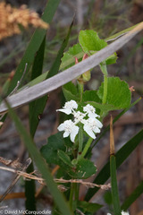 Xanthosia rotundifolia