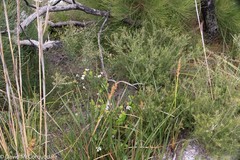 Xanthosia rotundifolia