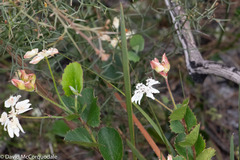 Xanthosia rotundifolia