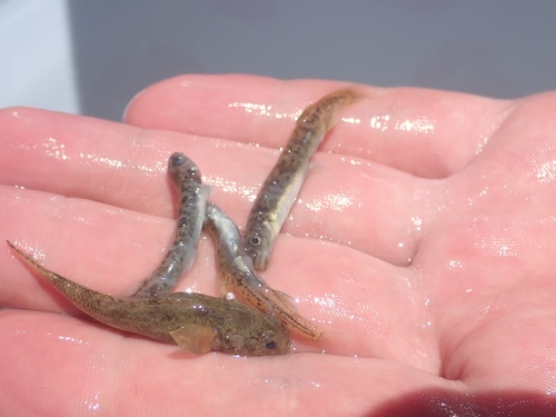 Dwarf galaxias (Galaxias divergens) — Galaxiidae — 2