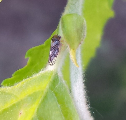 Oncopsis deluda