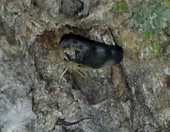 Pediopsoides distinctus