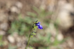 Salvia laevis