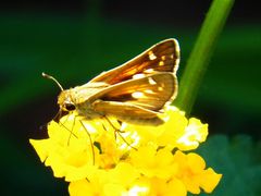 Atalopedes campestris huron