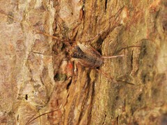 Oligolophus tridens