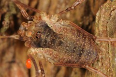 Oligolophus tridens