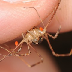 Oligolophus tridens
