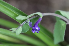 Scutellaria dumetorum