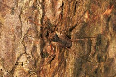 Oligolophus tridens