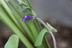 Scutellaria dumetorum