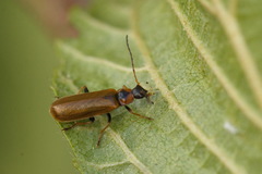 Rhagonycha nigriventris