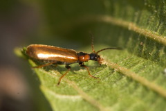 Rhagonycha nigriventris