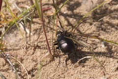 Calosoma inquisitor