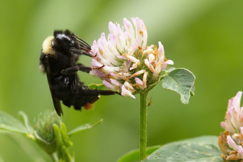 Hill Cuckoo Bumble bee photo 5