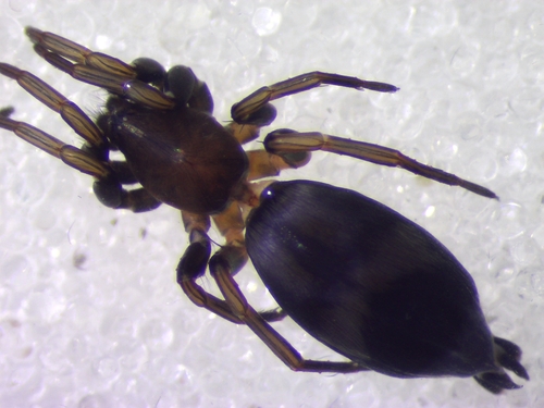 Poecilochroa furcata