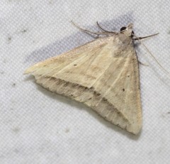 Loxioda hampsoni