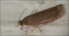 Phaeosaces apocrypta