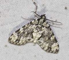 Sauris lichenias