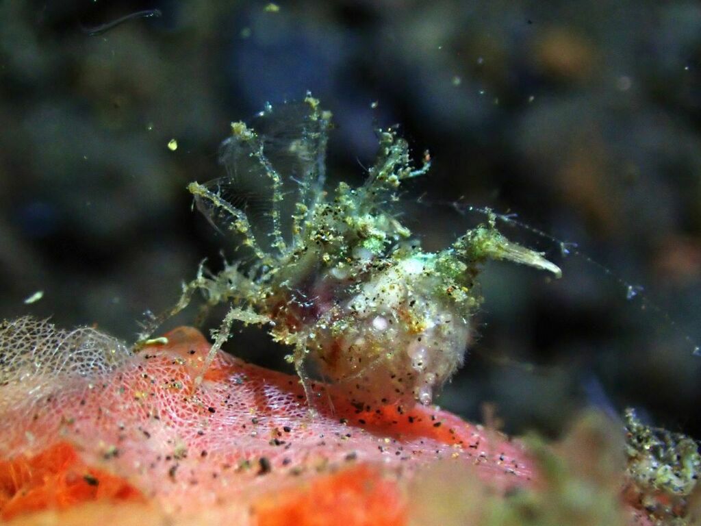 Stylodactyloidea