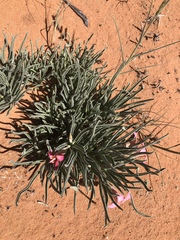 Adenium oleifolium