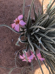 Adenium oleifolium
